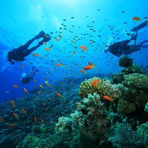 Scuba Diving at Sealine – Qool Qatar – Must-see attractions Lizp.com Special Offers, Deals & Discounts in USA