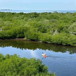 2 Hours Guided Robinson Preserve Mangrove Tour at 1704 99th St NW, Sarasota, United States Lizp.com Special Offers, Deals & Discounts in USA