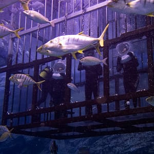 Shark Walker in Dubai Aquarium – Recently Added Experiences Lizp.com Special Offers, Deals & Discounts in USA