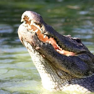 Gatorland Orlando: Skip The Line Ticket at Gatorland Orlando, Orlando, United States Lizp.com Special Offers, Deals & Discounts in USA