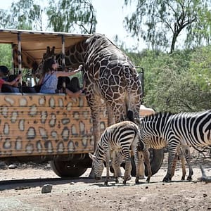 Out of Africa Wildlife Park at Out of Africa Wildlife Park, Phoenix, United States Lizp.com Special Offers, Deals & Discounts in USA