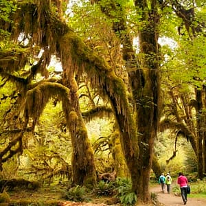 Olympic National Park: All-Inclusive Small Group Day Trip from Seattle at Olympic National Park, Seattle, United States Lizp.com Special Offers, Deals & Discounts in USA