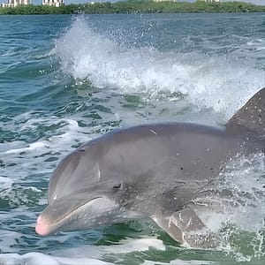 Dolphin Tours – Fort Myers Beach / Naples at Lovers Key Boat Ramp, Fort Myers, United States Lizp.com Special Offers, Deals & Discounts in USA
