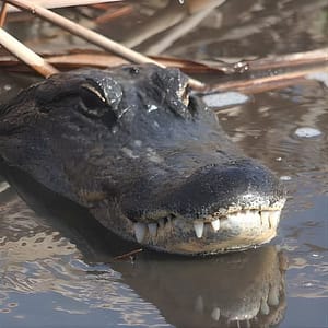 Everglades Day Safari from Ft Lauderdale at Tesla Supercharger, Fort Lauderdale, United States Lizp.com Special Offers, Deals & Discounts in USA