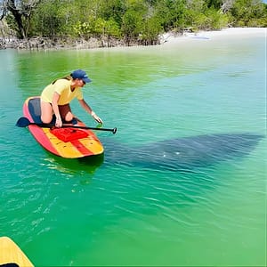 Dolphin and Manatee Adventure Tour of Fort Myers at 946V+C3 Bonita Springs, Fort Myers, United States Lizp.com Special Offers, Deals & Discounts in USA