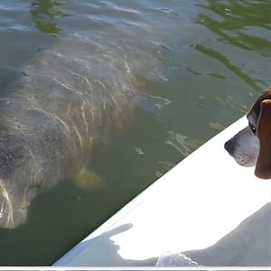 Lovers Key Guided Eco Tour-Mangrove Estuary at 8720 Estero Blvd, Fort Myers, United States Lizp.com Special Offers, Deals & Discounts in USA