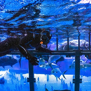 Shark Dive in Dubai Aquarium (Certified Divers Only) – Recently Added Experiences Lizp.com Special Offers, Deals & Discounts in USA