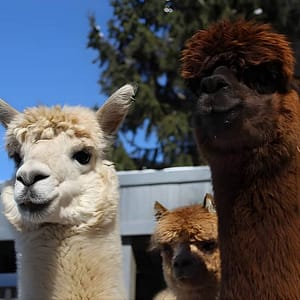 Guided Lilymoore Alpaca Farm Tour at 21 Moore Rd, New York, United States Lizp.com Special Offers, Deals & Discounts in USA