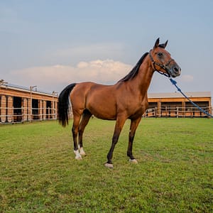 Horse Riding at Al Marmoom Oasis With Transfer – Desert safaris Lizp.com Special Offers, Deals & Discounts in USA
