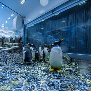 Dubai Aquarium & Underwater Zoo – Penguin Encounter – Experiences Lizp.com Special Offers, Deals & Discounts in USA