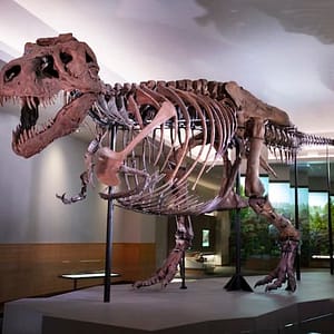 The Field Museum of Natural History: General Admission + Exhibitions at Field Museum, Chicago, United States Lizp.com Special Offers, Deals & Discounts in USA