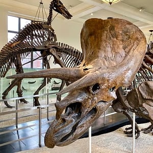 Museum of Natural History Murder Mystery & Scavenger Hunt at About Coffee, New York, United States Lizp.com Special Offers, Deals & Discounts in USA