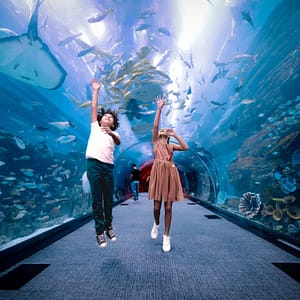 Dubai Aquarium & Underwater Zoo – Penguin Cove & Nursery Experience – Experiences Lizp.com Special Offers, Deals & Discounts in USA