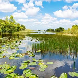 Everglades: 40-Minute Airboat Ride & Animal Sanctuary Admission at Sawgrass Recreation Park, Miami, United States Lizp.com Special Offers, Deals & Discounts in USA