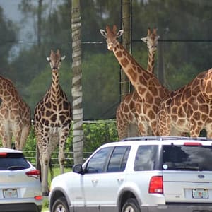 Lion Country Safari: Drive Through Safari + Adventure Park at Lion Country Safari, Miami, United States Lizp.com Special Offers, Deals & Discounts in USA