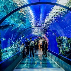Istanbul Aquarium Ticket & Shuttle – Experiences Lizp.com Special Offers, Deals & Discounts in USA