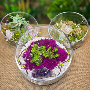 Zen Crystal and Terrarium Workshop at Luludi Living Art, San Francisco, United States Lizp.com Special Offers, Deals & Discounts in USA