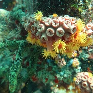 Atlantic Ocean Snorkeling Experience at 4344 El Mar Dr, Fort Lauderdale, United States Lizp.com Special Offers, Deals & Discounts in USA