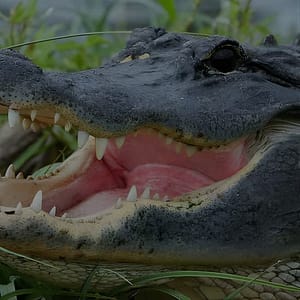 Airboat Rides Florida Everglades Captain Wayne at 9P23+72 Parkland, Fort Lauderdale, United States Lizp.com Special Offers, Deals & Discounts in USA