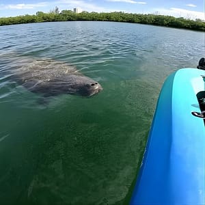 Lido Key Pedal Kayak Tour in Sarasota at Bird Key Park, Sarasota, United States Lizp.com Special Offers, Deals & Discounts in USA