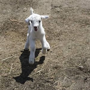 1.5 Hour Immersive Farm Experience in Adirondacks at The Cook Farm, New York, United States Lizp.com Special Offers, Deals & Discounts in USA