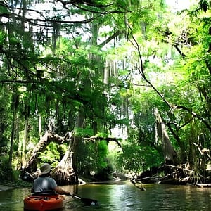 Wild & Scenic Loxahatchee River Guided Tour at 9060 W Indiantown Rd, West Palm Beach, United States Lizp.com Special Offers, Deals & Discounts in USA