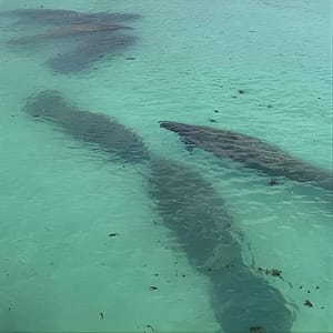 Manatee Discovery Anna Maria Island at 8400 Manatee Ave W, Sarasota, United States Lizp.com Special Offers, Deals & Discounts in USA