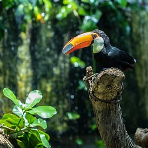 The Green Planet +  Ain Dubai – Combo – Recently Added Experiences Lizp.com Special Offers, Deals & Discounts in USA