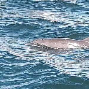 2 Hours Swim with the Dolphins in Panama City at 4601 US-98, Destin, United States Lizp.com Special Offers, Deals & Discounts in USA