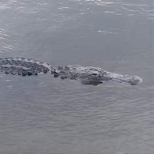 Air Boat Tour of Palm Beach in The Swamp Monster at 15490 Loxahatchee Rd, Fort Lauderdale, United States Lizp.com Special Offers, Deals & Discounts in USA