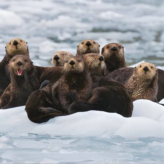 26 Glacier Tour, Self-Drive from Anchorage, AK at Anchorage, Anchorage, United States Lizp.com Special Offers, Deals & Discounts in USA 2