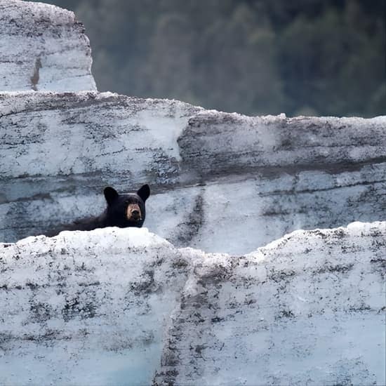 Bears, Trains & Icebergs Tour at Alyeska Resort, Anchorage, United States Lizp.com Special Offers, Deals & Discounts in USA